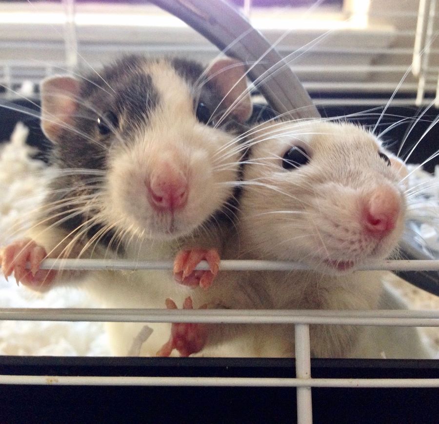 Do rats eat dead rats? Two rats in a cage with a close-up of their faces