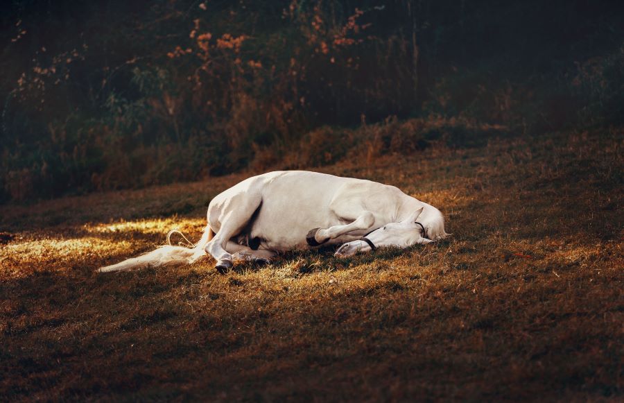 White horse sleeping on the grass at night