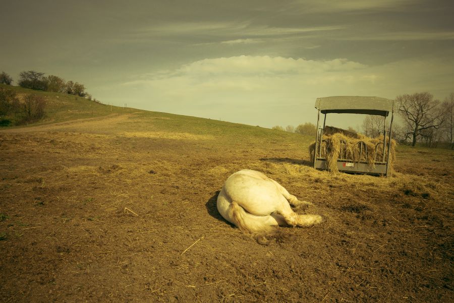 White horse sleeping in a field in twilight