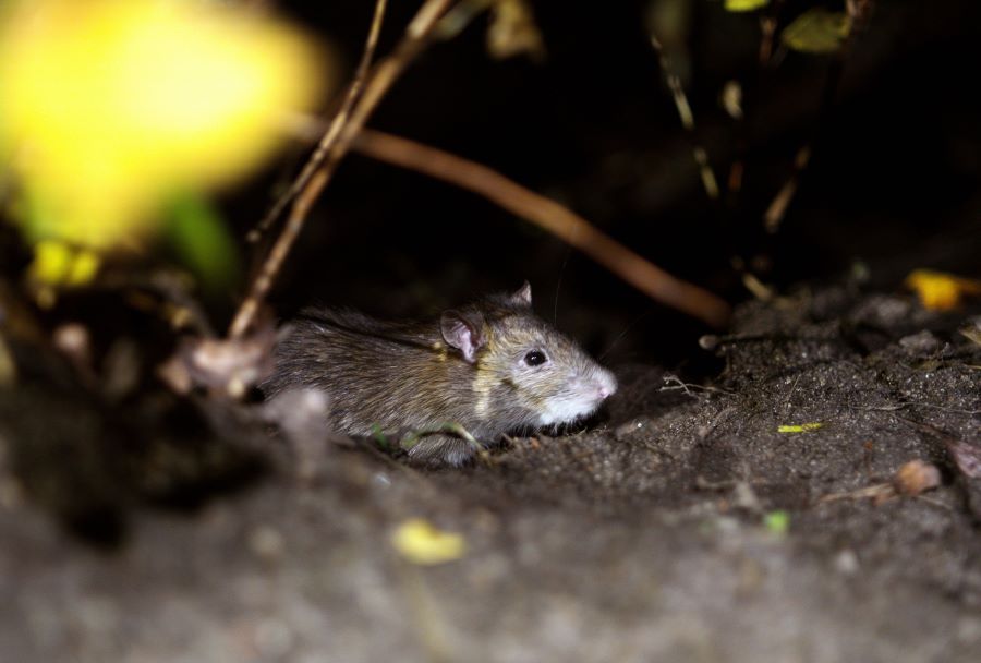 mouse on soil at nighttime