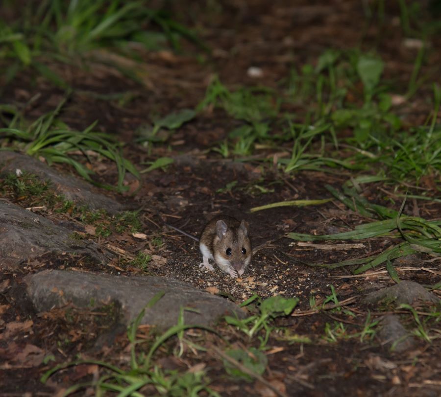 mouse on the forest floor at night