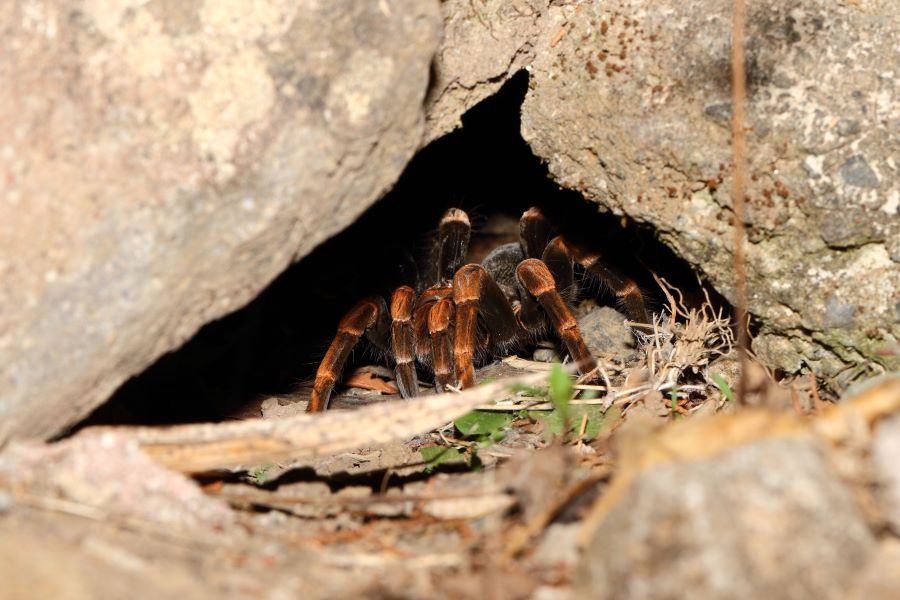 Orange and black spider sleeping inside hole in rock
