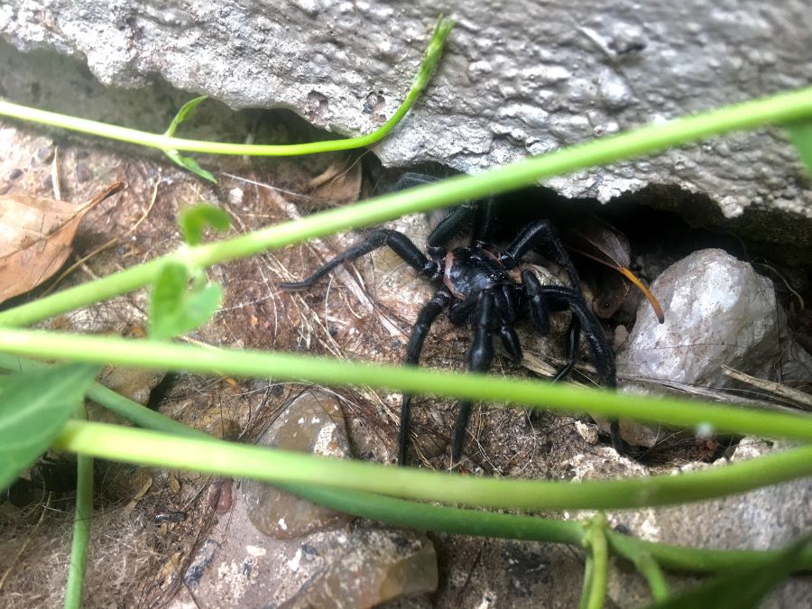 Large black spider hiding under side of rock