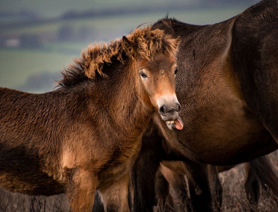 When do horses lose their baby teeth - a baby foal showing its teeth