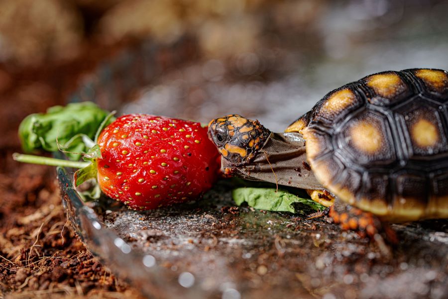 Tortoise eating a strawberry