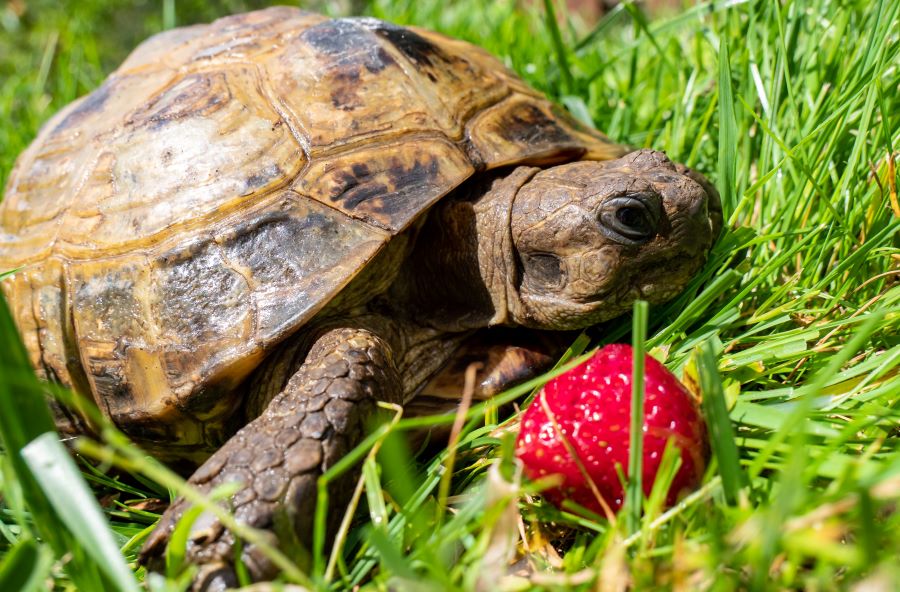 Tortoise with a strawberry on the grass