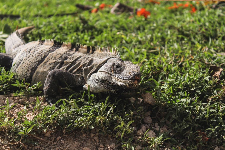 Iguana on the grass