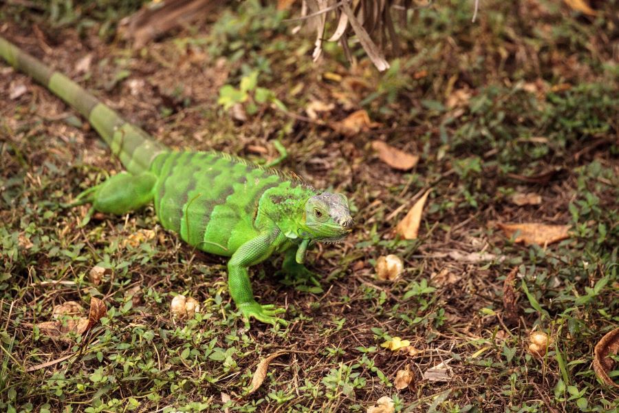 Green iguana on a grass floor with leaves