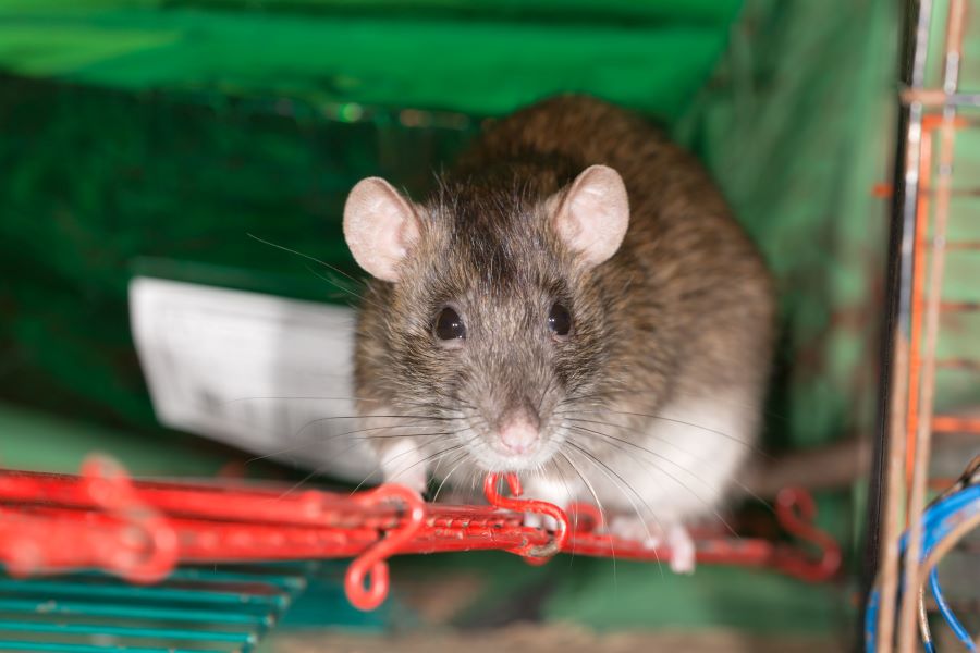 Pet grey rat in a cage on a ladder