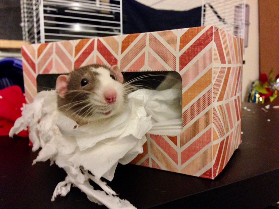 Pet rat in a shoe box