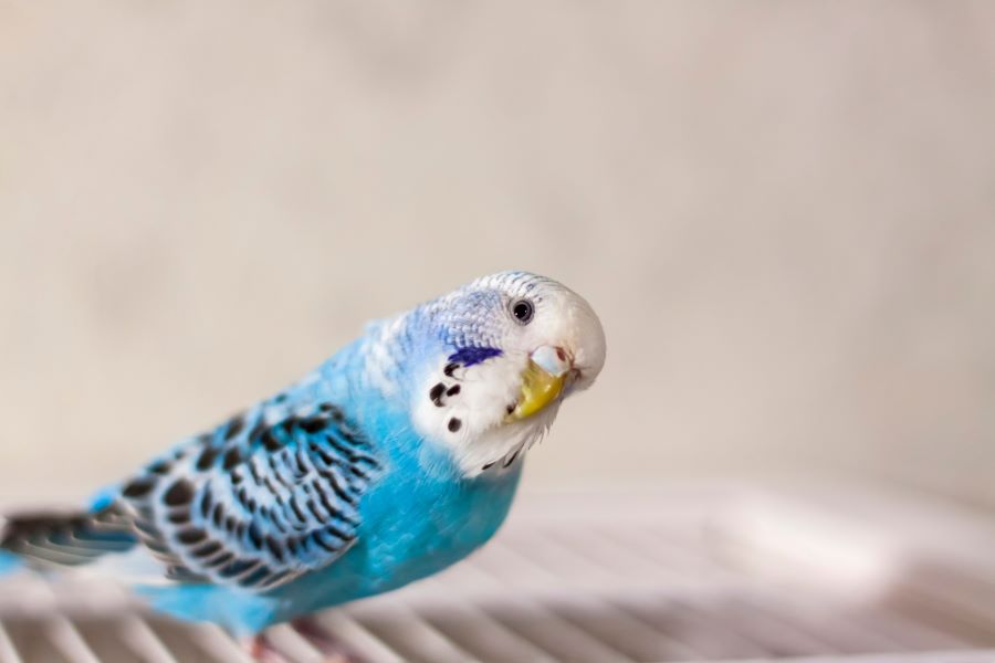 A blue budgie standing on a cage
