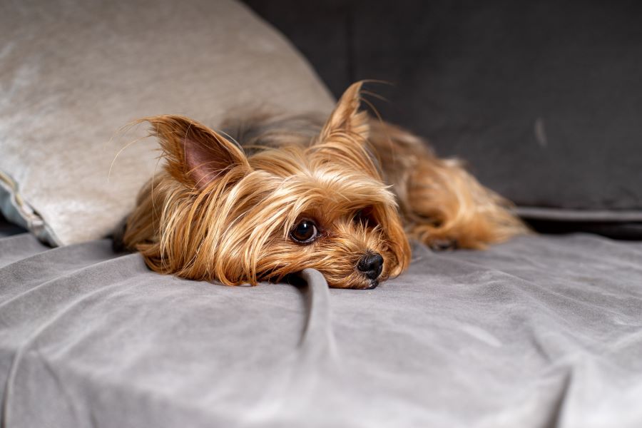 Brown yorkshire terrier lying on a bed