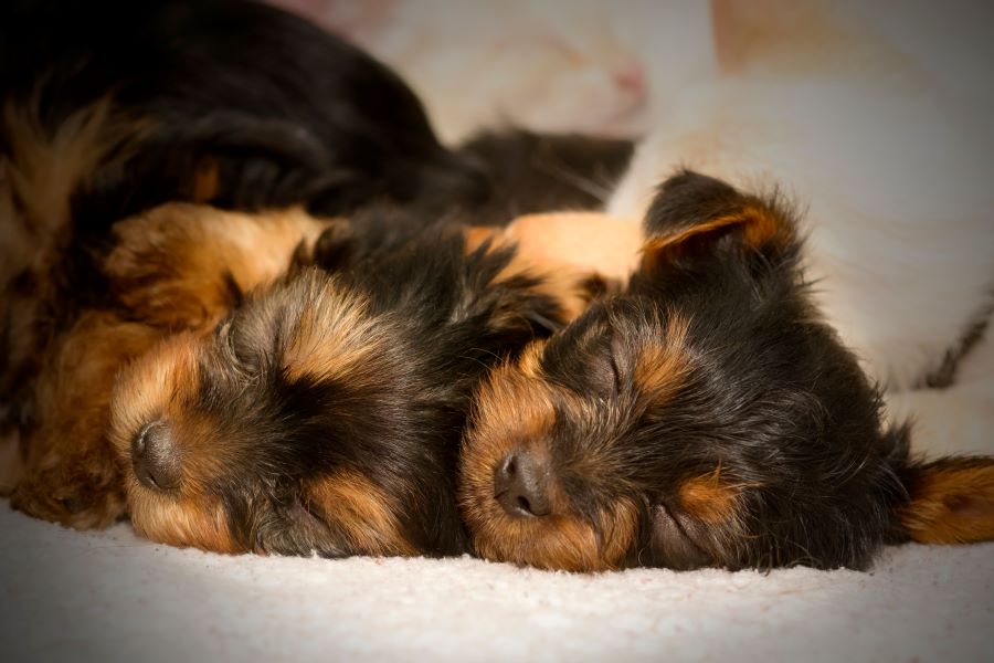 Two sleeping yorkshire terrier puppies